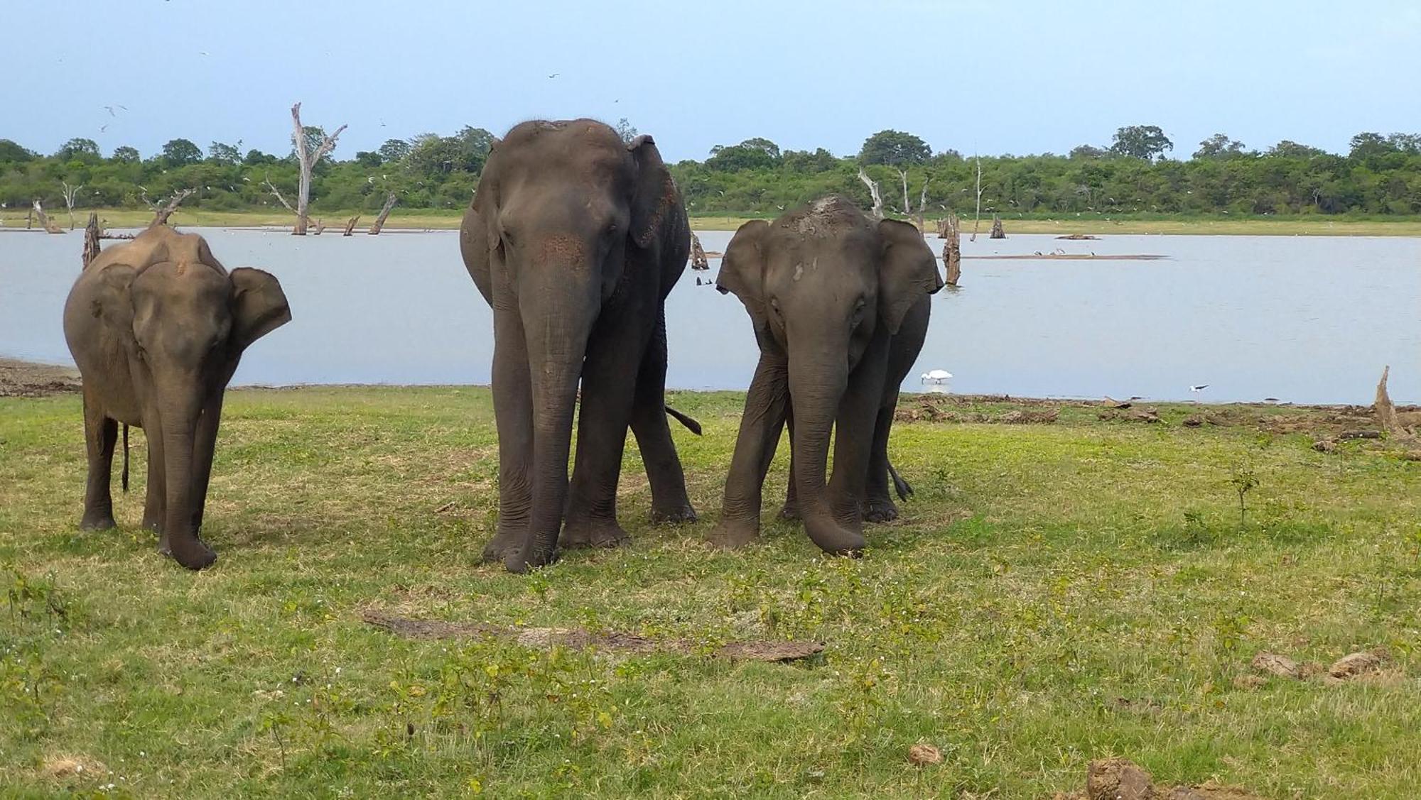 Udawalawa Safari Resort อุดาวาลาเว ภายนอก รูปภาพ