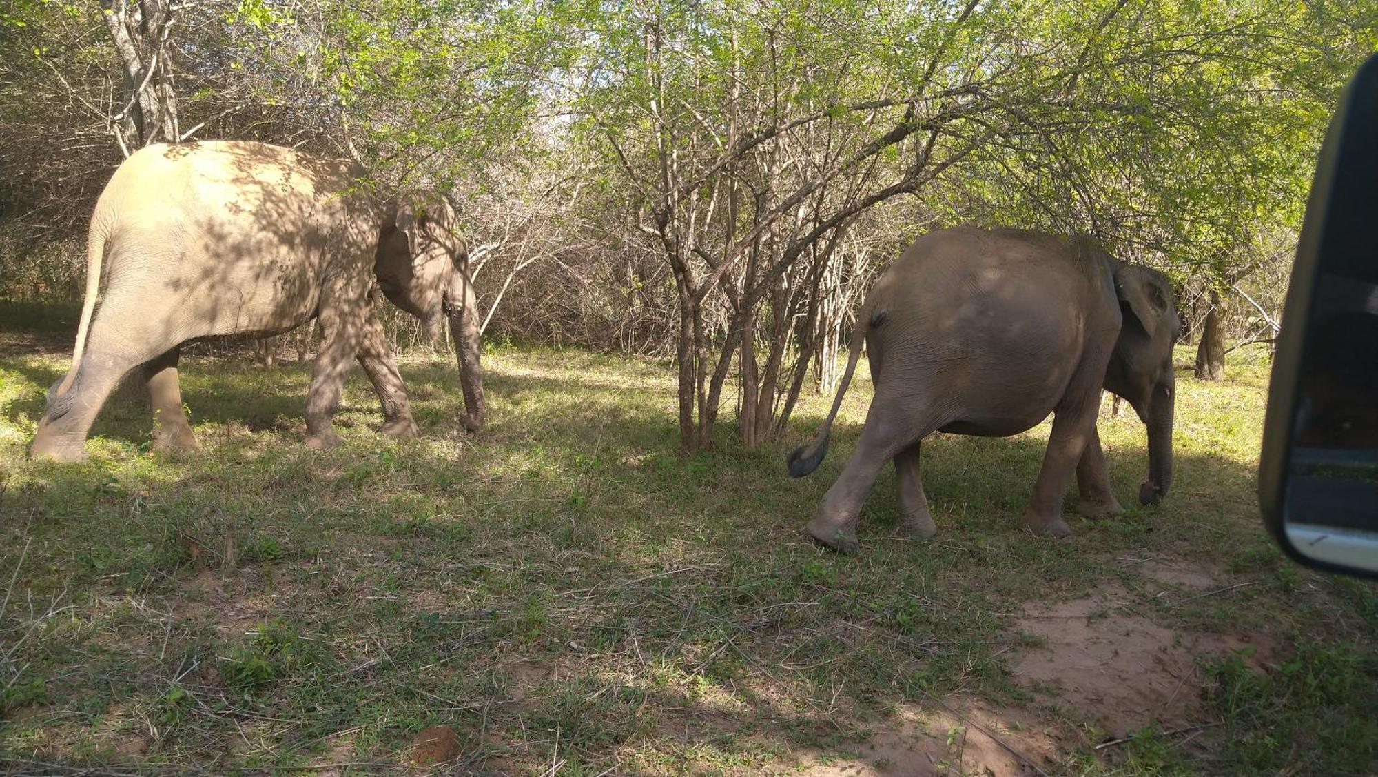 Udawalawa Safari Resort อุดาวาลาเว ภายนอก รูปภาพ