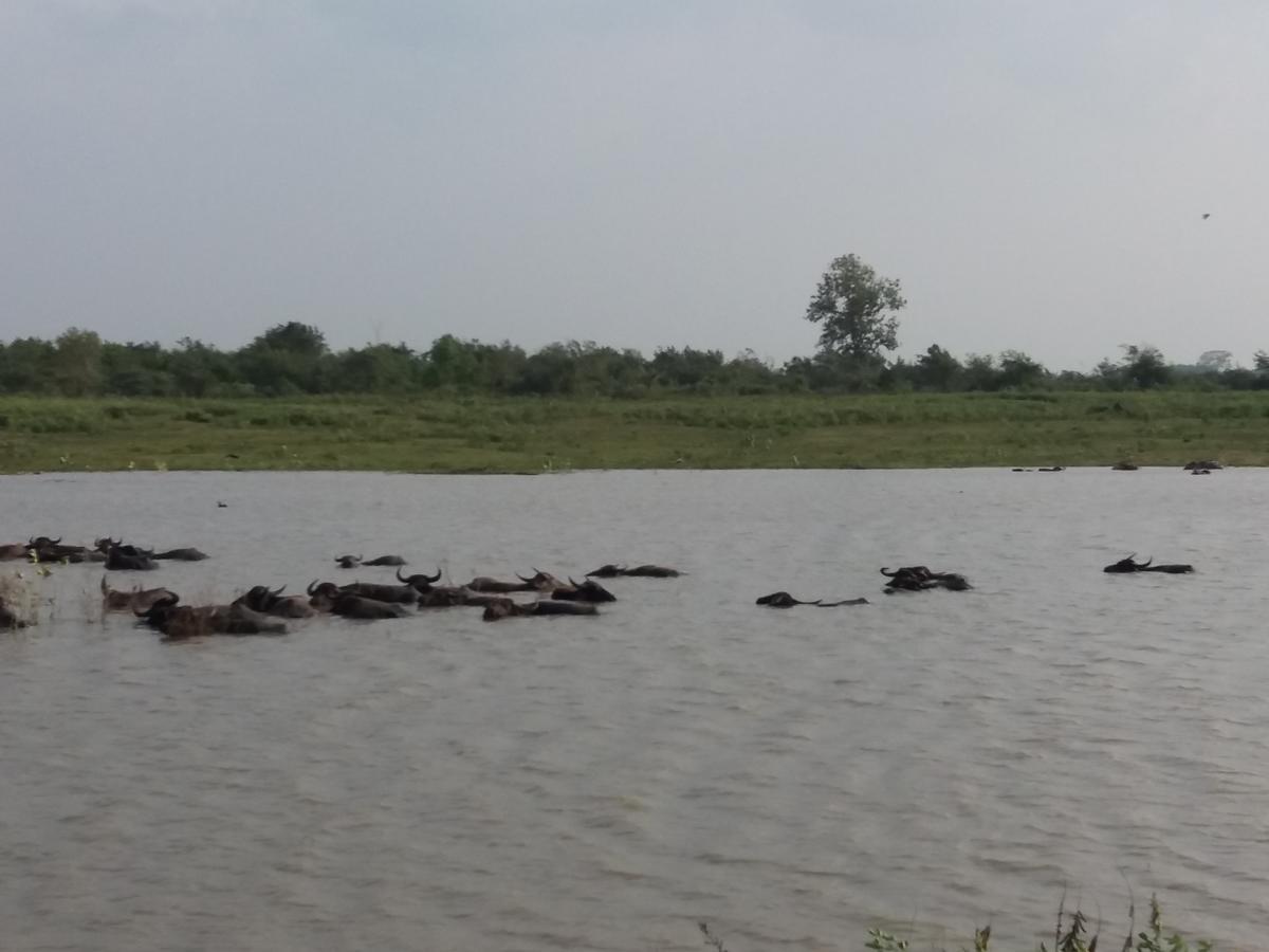 Udawalawa Safari Resort อุดาวาลาเว ภายนอก รูปภาพ